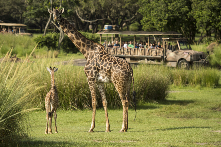 Baby Giraffe goes out on Kilimanjaro Safaris for the first time