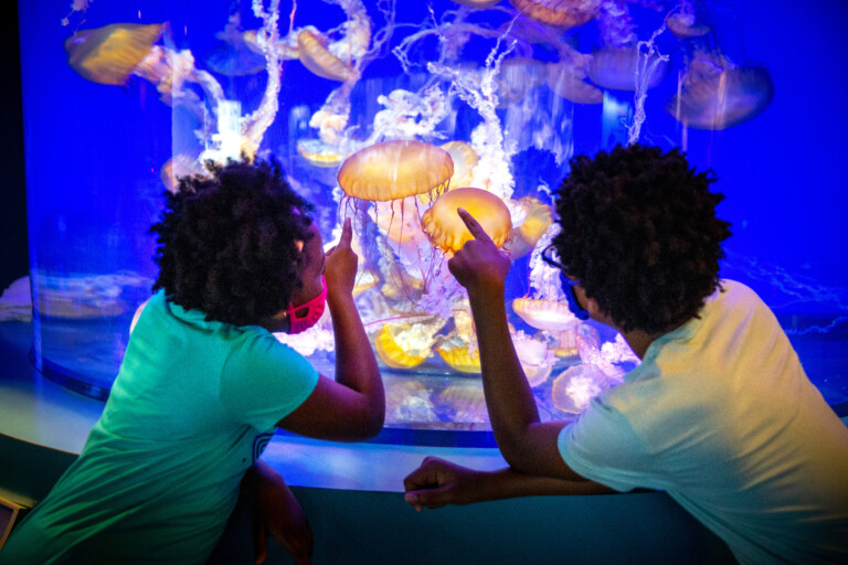 Aquarium of the Pacific