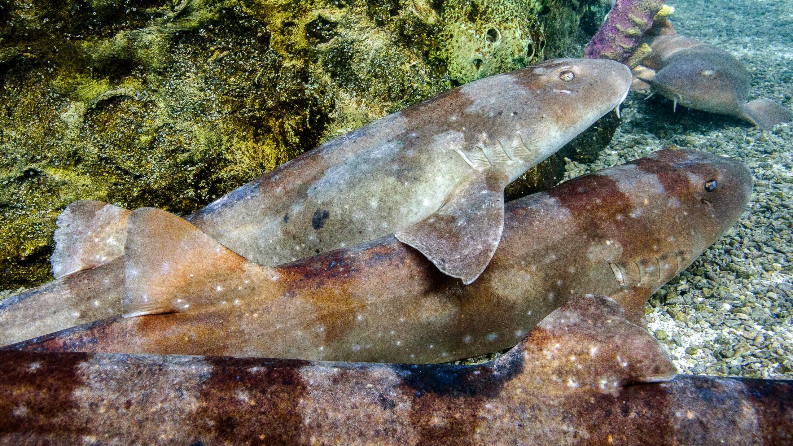 Aquarium of the Pacific