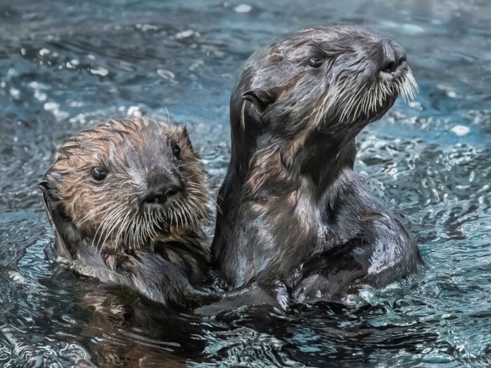 Aquarium of the Pacific opens New baby animal exhibit May 27 ...