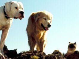 Homeward Bound