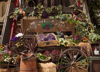 Boysenberry Festival