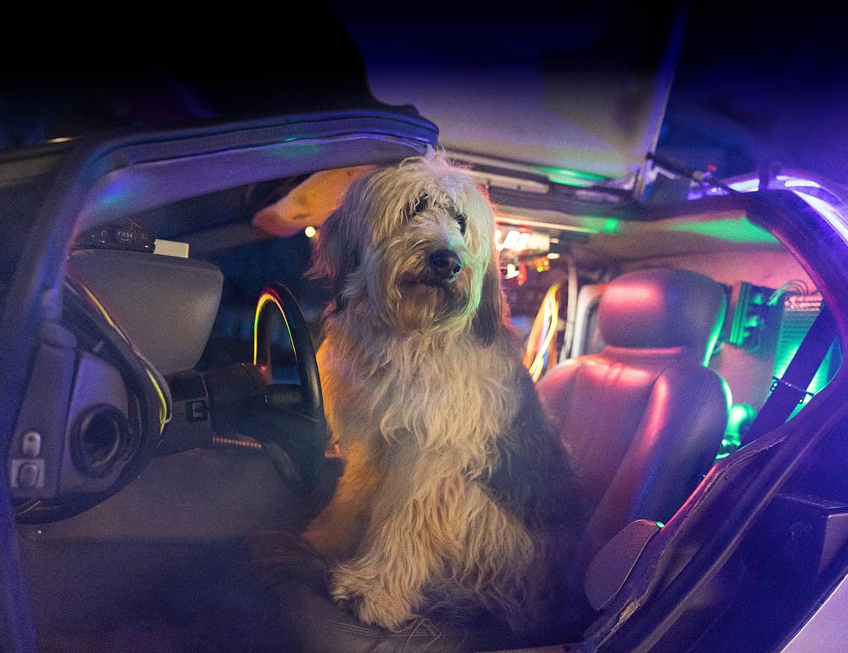 Einstein BTTF – USH Summer
