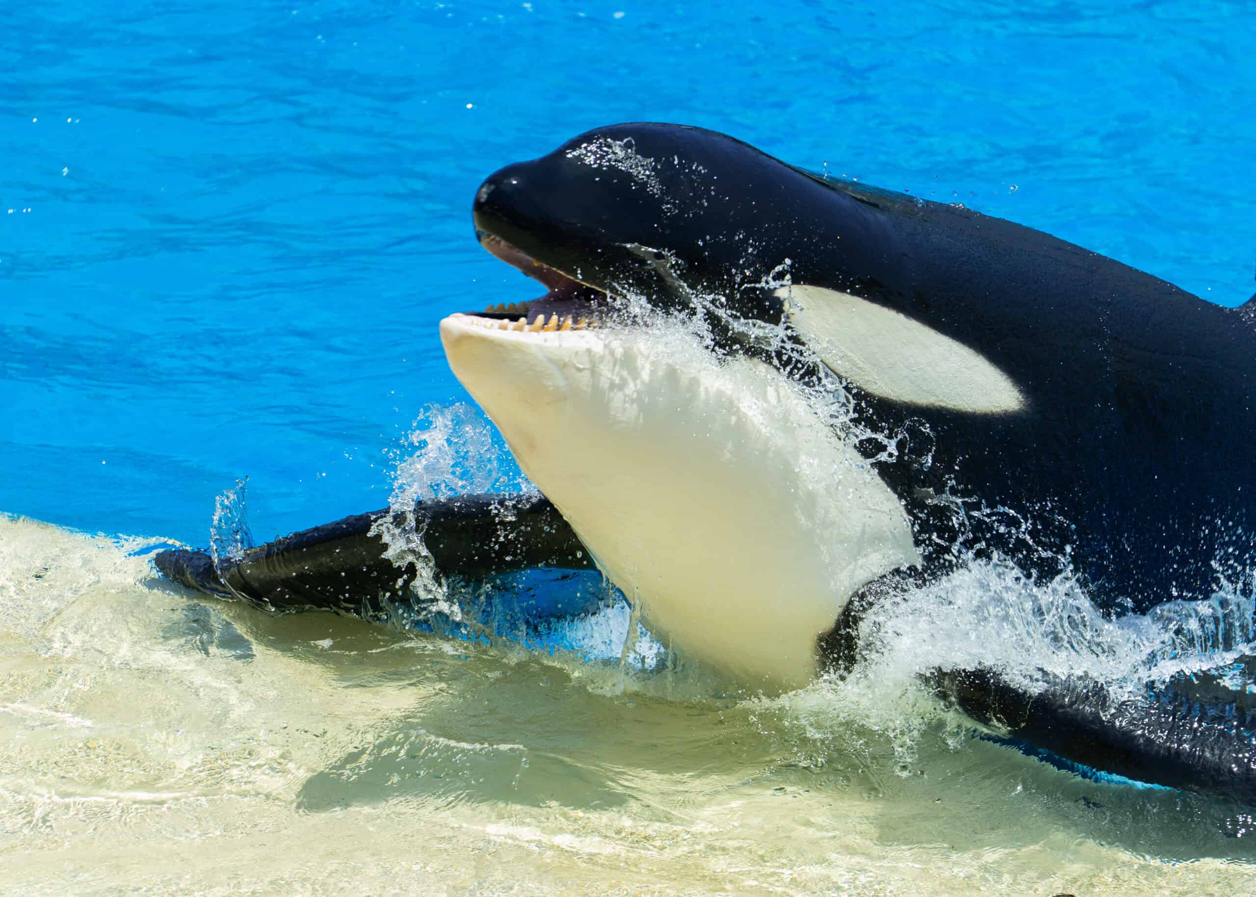 SWC Orca Presentation