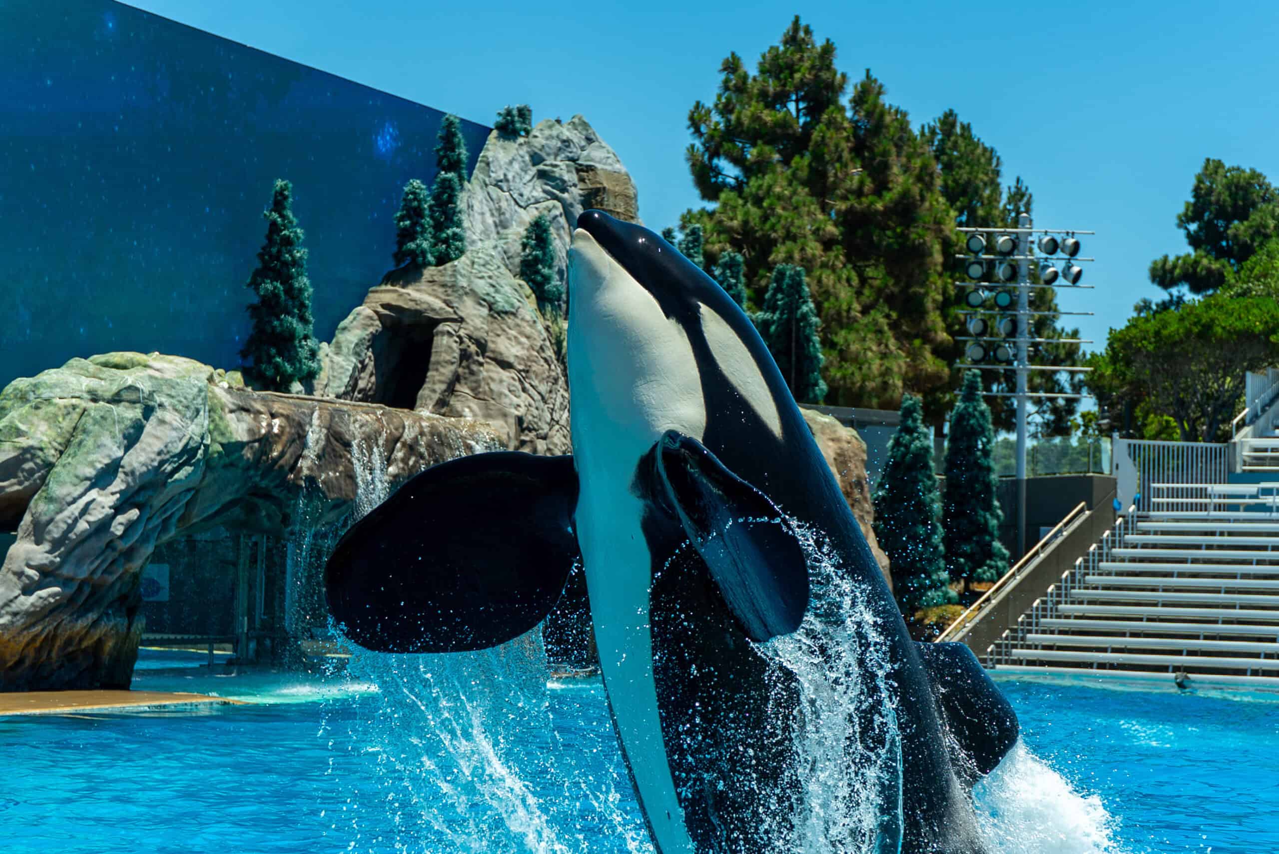 SWC Orca Presentation