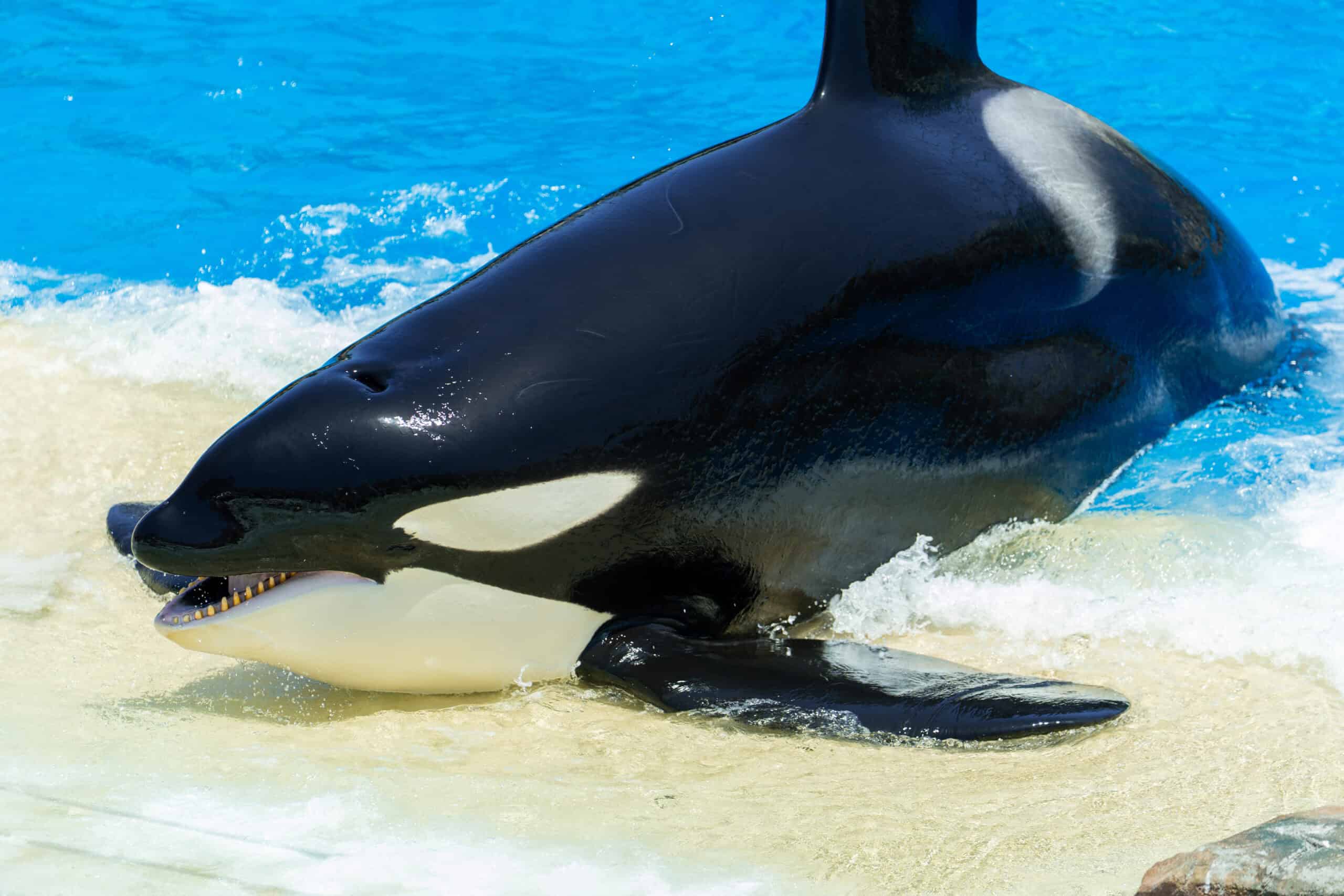 SWC Orca Presentation