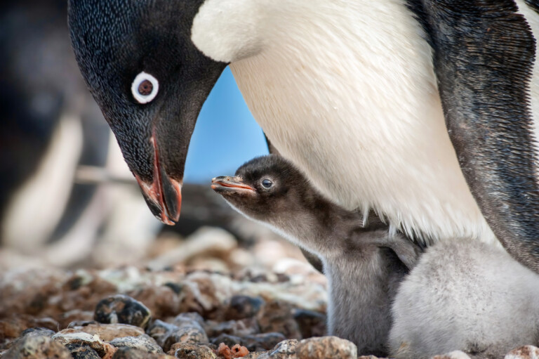 Check out this all-new 60-second look at Disneynature’s “Penguins”