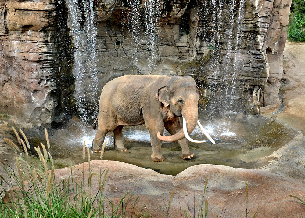 LA Zoo Celebrates World Elephant Day