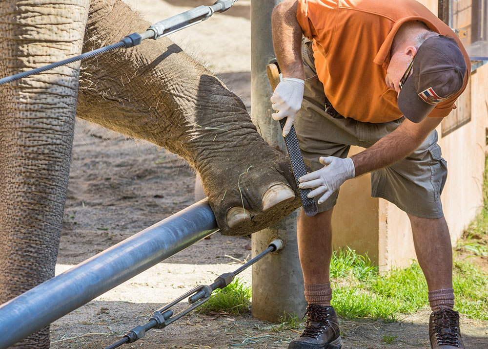 LA Zoo Celebrates World Elephant Day