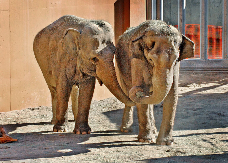 LA Zoo Celebrates World Elephant Day